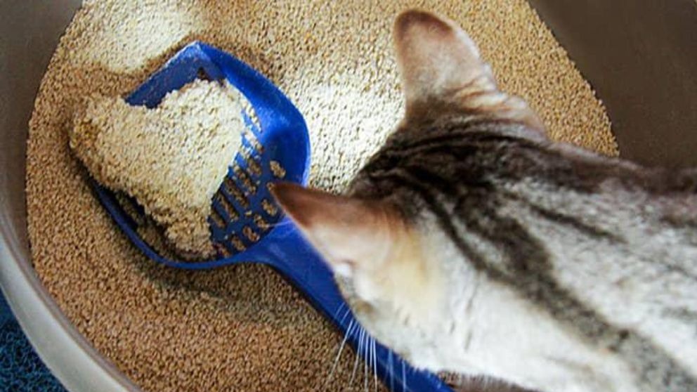 The height of the cat litter in the litter container should be such that the cat can easily move and do its business in it. The usual and standard height should be between 5 and 7 cm.