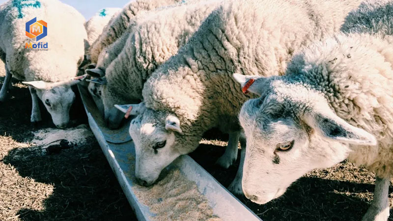 Role of Bentonite in Livestock Feed