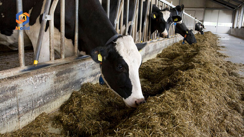 Bentonite Animal Feed