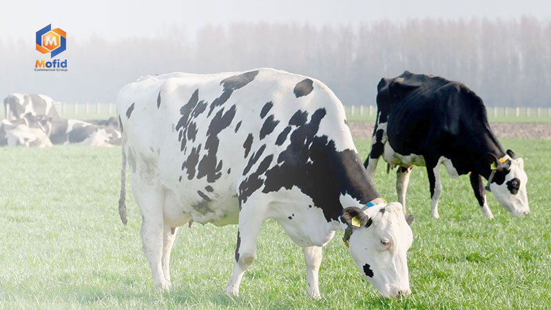 Bentonite for Livestock and Poultry Feed