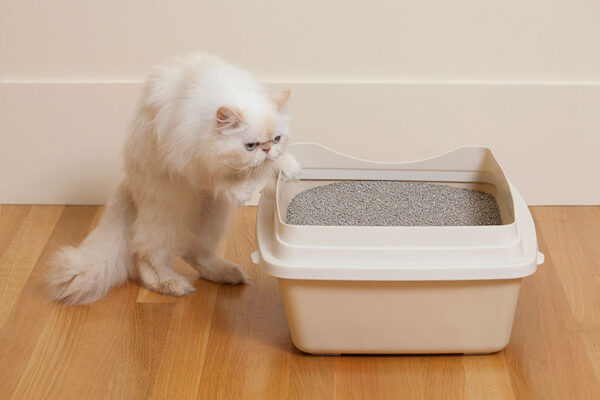 Cat Litter Bentonite