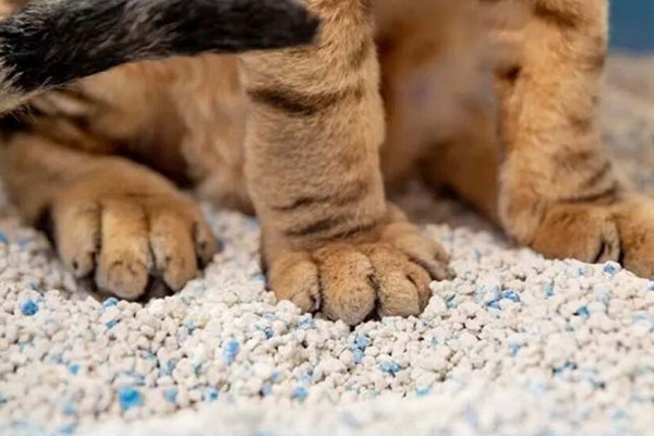 What is cat litter bentonite? Is it the same as cat litter soil?