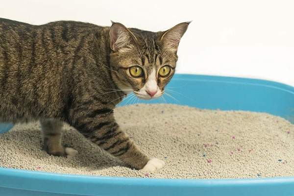 Price of cat litter bentonite: