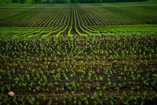 Clarifying Bentonite in Agriculture